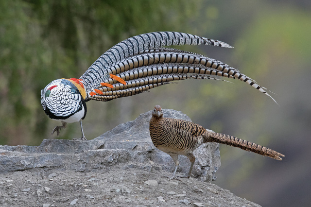 pheasant courtship